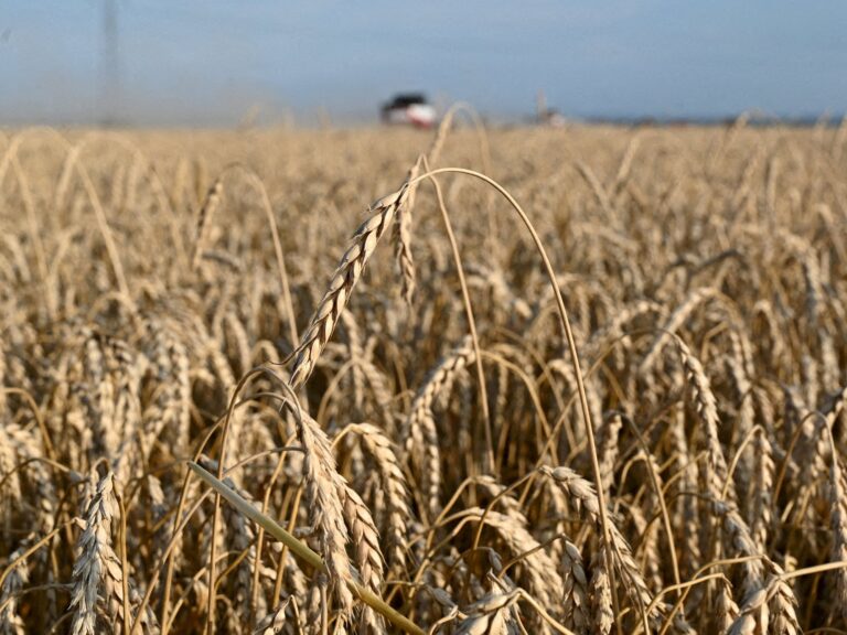 Rusia declaró la emergencia agrícola por heladas en diez regiones