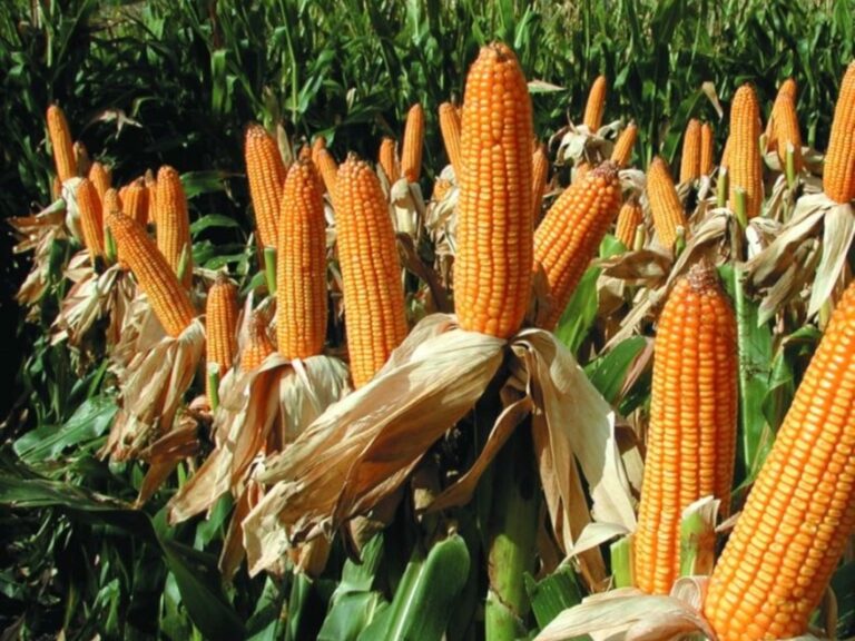 claves para lograr una buena campaña y abrirse paso entre la chicharrita y La Niña