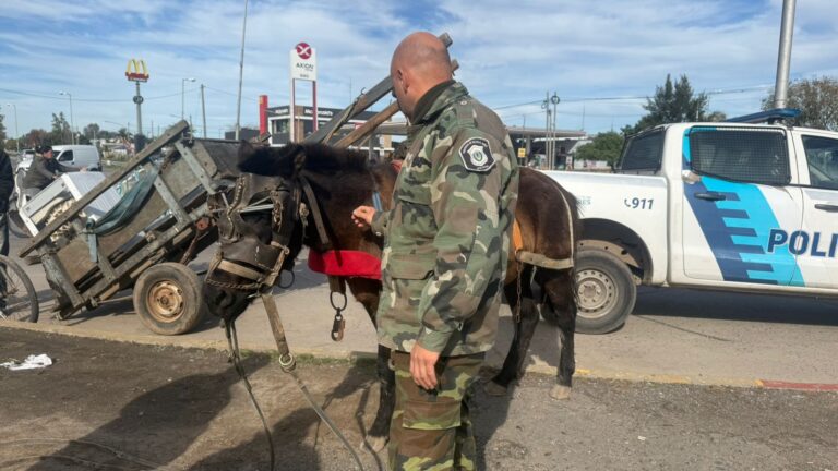Avanza la recuperación de caballos sueltos en la vía pública