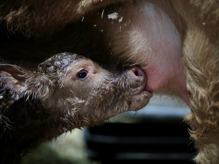 un ternero Red Simmental fue el primer a animal en nacer en la Expo Rural de Palermo