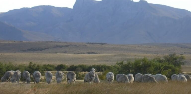 Chile restituyó el reconocimiento a la zona libre de aftosa sin vacunación a la Patagonia y se reabre el mercado para la carne ovina y mercancías bovinas