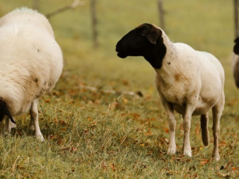 Se detectaron brotes por primera vez en Argentina de una enfermedad que causa la muerte en el ganado ovino
