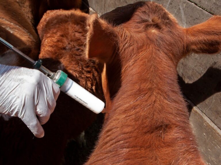 El Gobierno reglamentó la libre elección de veterinarios para la vacunación contra la aftosa